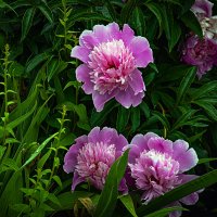 Пионы :: Владимир Кроливец Пионы :: Владимир Кроливец