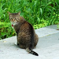 Гроза улицы :: Леонид leo