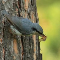 *Поползень с добычей* :: Владилен Панченко *Поползень с добычей* :: Владилен Панченко
