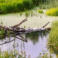 Ручей :: Александр 