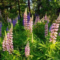 Красавцы люпины. :: Лия ☼