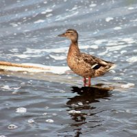 Кряква :: victor Lion