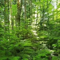 КАВКАЗСКИЙ ЗАПОВЕДНИК :: Tata Wolf КАВКАЗСКИЙ ЗАПОВЕДНИК :: Tata Wolf