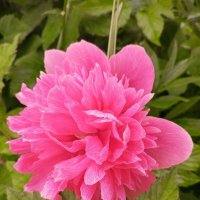 Пион :: Сапсан 