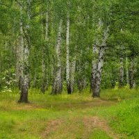 Берёзки :: Pavel Blashkin