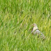 турухтаны :: gawrilа - dan