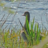 белолобый гусь :: gawrilа - dan