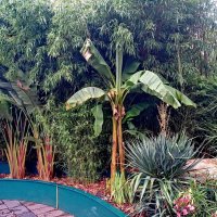 Москва бананово-бамбуковая :: Александр Чеботарь Москва бананово-бамбуковая :: Александр Чеботарь