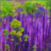 Яркий цвет лета :: Наталья Rosenwasser