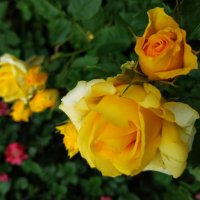 * * * :: Андрей Лукьянов