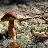 От тихой охоты :: Aleksandr Gal