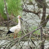 . :: Сергей Флетчер