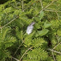 Мимо ангел пролетал :: Валерий Иванович