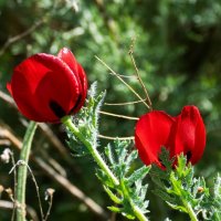 Мак рогатый :: Игорь Сикорский Мак рогатый :: Игорь Сикорский