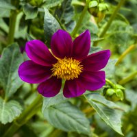 Георгина однолетняя :: Валентин Семчишин