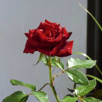 Бархатная розза :: Валентин Семчишин