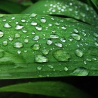 После дождя :: Людмила Смородинская