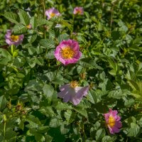 Шиповник :: Анатолий Чикчирный Шиповник :: Анатолий Чикчирный