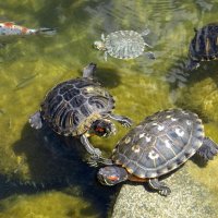 Жители водоёма :: Татьяна Смоляниченко Жители водоёма :: Татьяна Смоляниченко