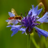 Утро василька :: Юрий. Шмаков Утро василька :: Юрий. Шмаков