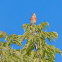 коноплянка :: юрий макаров