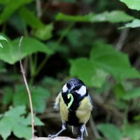 На карася пойдёт... :: Александр Кондаков