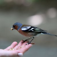 И щегол на ладошке... :: Александр Кондаков И щегол на ладошке... :: Александр Кондаков