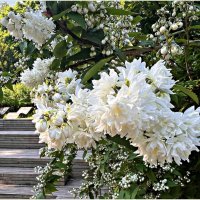 Дейция. :: Валерия Комова