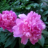 Пионы :: Елена Семигина Пионы :: Елена Семигина