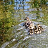 Утиный выводок :: Рита Симонова