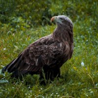 Лето БЕРКУТ :: Владимир Максимов Лето БЕРКУТ :: Владимир Максимов