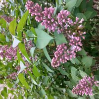 Сирень цветет :: Svetlana 