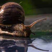 *** :: Владимир Безбородов *** :: Владимир Безбородов