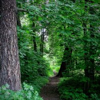 И пошли искать старую усадьбу,,, :: Анатолий Колосов