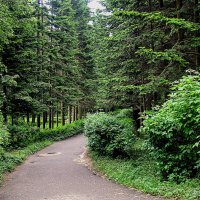 Вот и аллея к усадьбе ! :: Анатолий Колосов