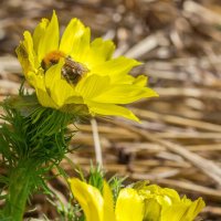 Краски лета. Шмель на цветке Адонис Весенний (Горицвет). :: Алексей Трухин