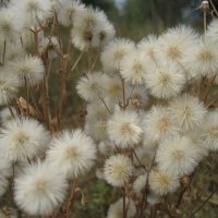 Пух :: Anna Ivanova Пух :: Anna Ivanova