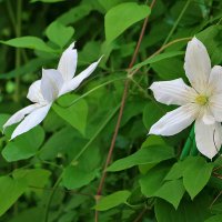 Клематис :: Светлана 