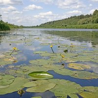 На реке Угре :: Татьяна Тюменка