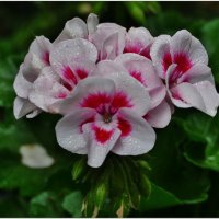 ГЕРАНИИ... :: Elvira E. 