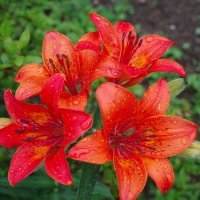 Июнь в Приморье :: Иван Слоквенко 