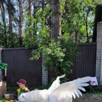 Уставший Пегас. :: Ольга 