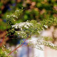 Спирея :: Сергей Кочнев