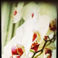 Орхидея... :: Руслан 