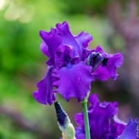 Цветок :: Александр 