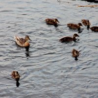 Летний день :: victor Lion Летний день :: victor Lion