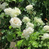 Роза Эльф плетистая :: Дмитрий Никитин Роза Эльф плетистая :: Дмитрий Никитин