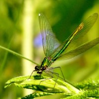 из снятого вчера 5 :: Александр Прокудин