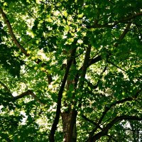 Летние этюды 37 :: Алексей Кузнецов