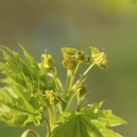 Клен. Молодой, зеленый :: Наталья Герасимова